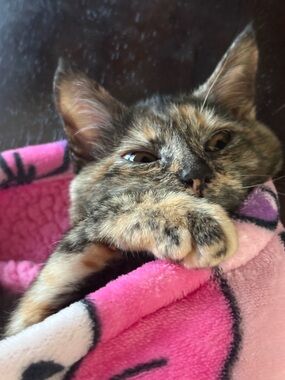 Meet your Posher, Catherine